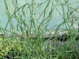 Tavi növények - Juncus effusus Spiralis dugóhúzó szittyó
